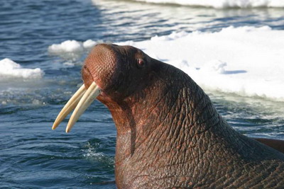 walrus: grote man, kleine ballen