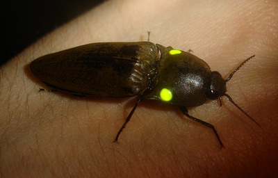 Kakkerlak doet giftige kniptor Pyrophorus na