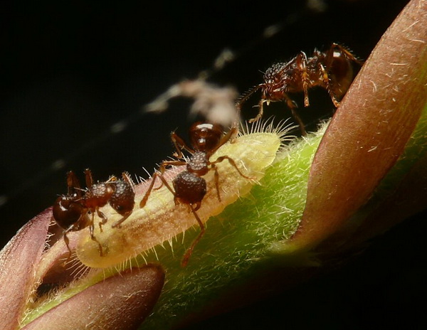 Rups van Japans eikeblauwtje laat zich verzorgen door mieren