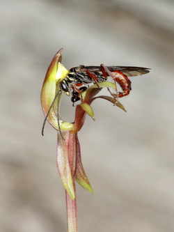 Breedlipvogelorchidee met Neozeleboria cryptoides