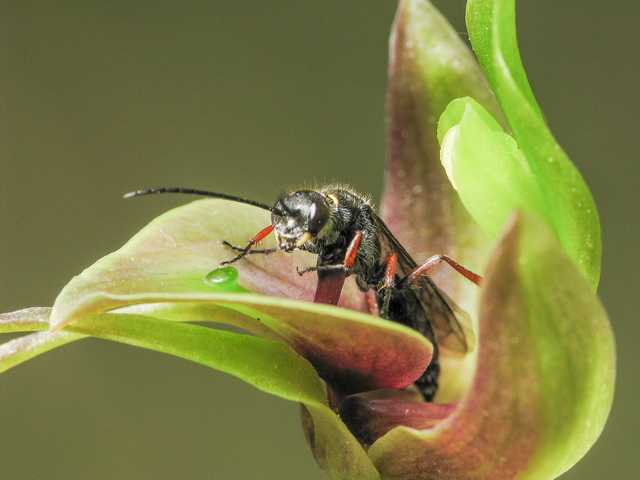 Grote vogelorchidee met Neozeleboria monticola