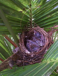 jonge roodoorbuulbuuls in het nest