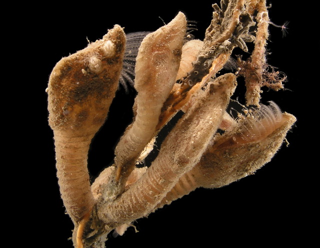 Een aantal exemplaren van de eendenmossel Scalpellum scalpellum