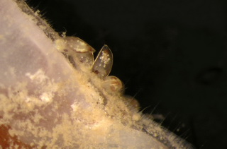 Cyprislarven van Scalpellum scalpellum hechten zich aan een soortgenoot