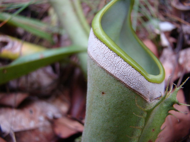 Nepenthes albomarginata is een termietenvanger