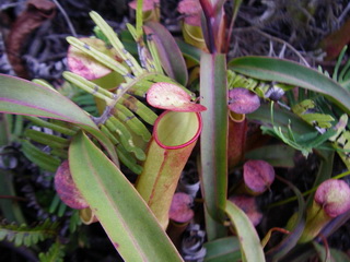 Nepenthes gracilis is een mierenvanger