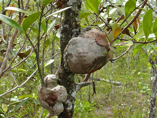 De mierenplant Hydnophytum formicarum groeitt als een puist op een boom