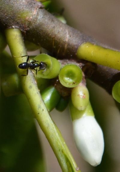 De mier Philidris nagasau snoept van de verborgen nectar van Squamellaria wilsonii