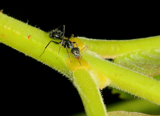 Mier snoept nectar van Qualea grandiflora niet zonder gevaar