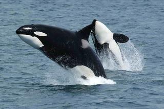 orka's druipen af als bultruggen agressief worden