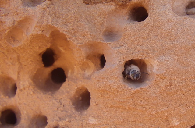 Anthophora pueblo maakt haar nest in zandsteen