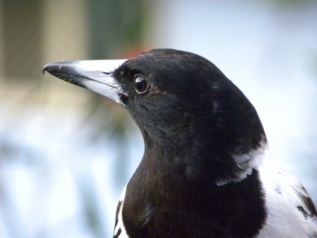 pied butcherbird, male. V. Nunn