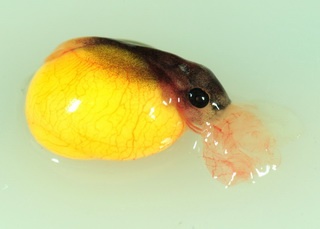 Larva of Gastrotheca excubitor