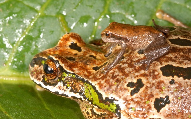 female Gastrotheca excubitor has a brood pouch on her back