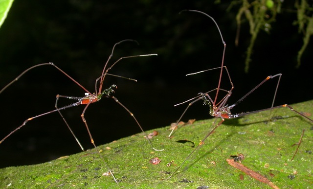 Serracutisoma proximum, two males fighting
