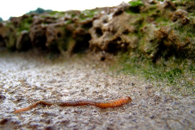 The common ragworm sprouts seeds