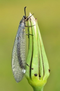 adult antlion is a winged insect