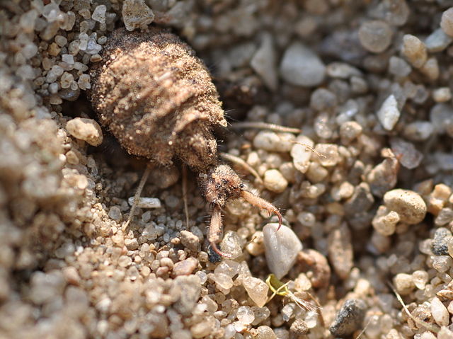 Larve van mierenleeuw graaft valkuil