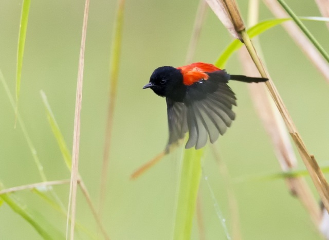 in red-backed fairy-wrens old and bright males seek extra-pair matings