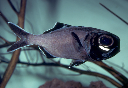 flashlight fish turns headlights on to find prey