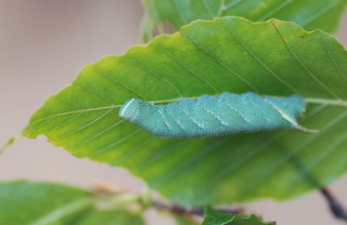 caterpillars od walnut sphinx can make whistling sounds