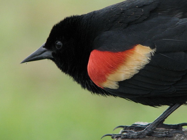 red-winged blackbird s scared by whistling caterpillar