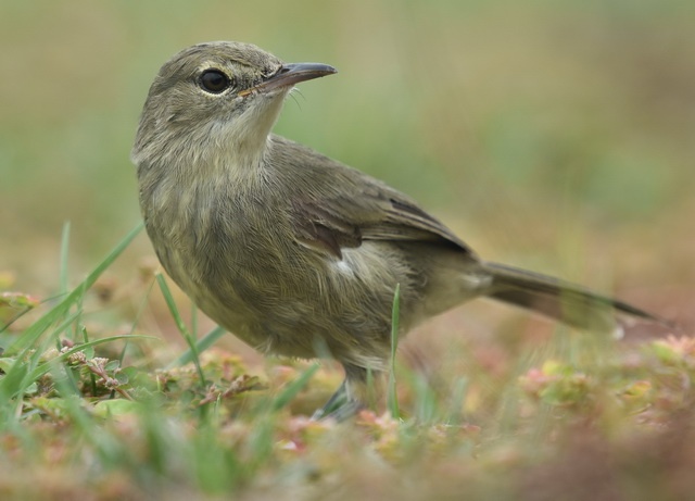 Seychelles warbler on the ground runs a risk of becoming entangled in seeds