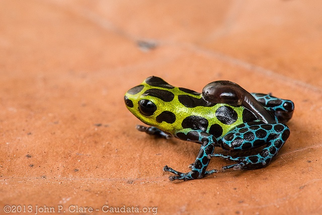 A male splash-back poison frog transports each tadpole to a pool to grow up