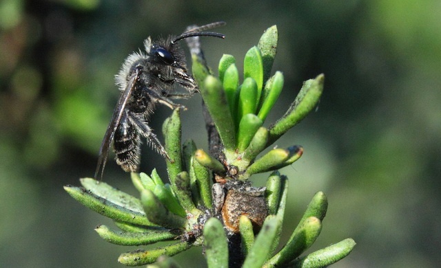 Andrena-bee visiting a flowerless shrub