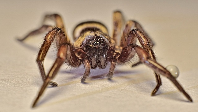 Ground spider captures prey with sticky threads