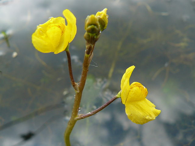 Southern bladderwort possesses fast trapping device