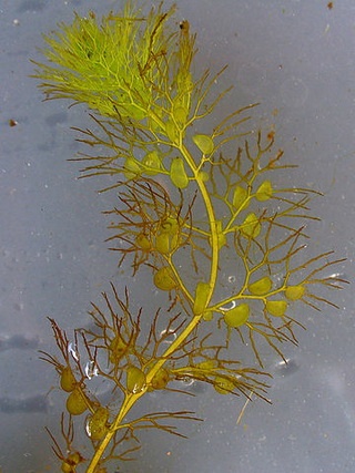 greater bladderwort, leaves with traps