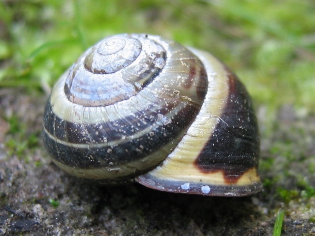 a grove snail's shell can kill parasites 