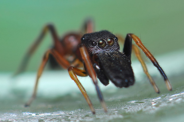 bosmierspringspin Myrmarachne formicaria aapt een mier na
