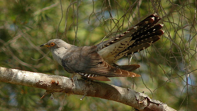 female cuckoo vocally mimics a hawk