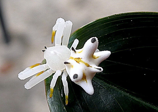 Epidacus heterogaster sucessfully mimics a flower