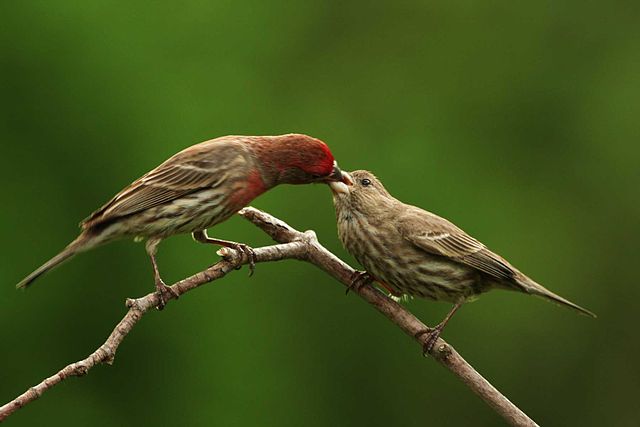 House finches add cigarette butts to their nests to repel parasites