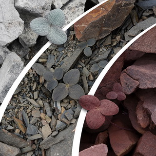 Corydalis hemidicentra: drie kleuren steen, drie bladkleuren