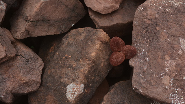 Helmbloem Corydalis hemidicentra heeft de kleur van de stenige ondergrond