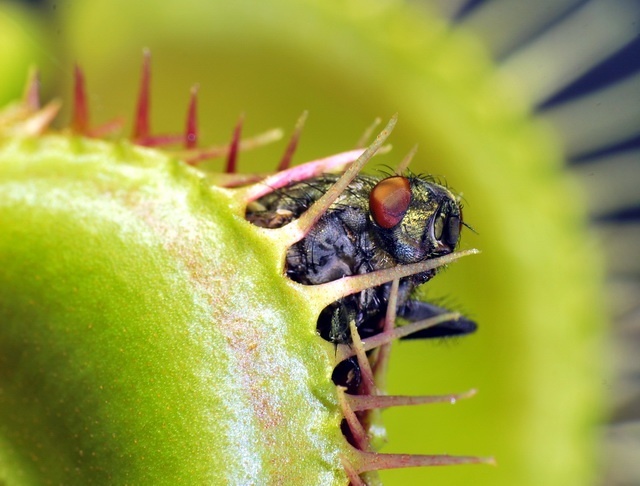Venus flytrap has several mechanisms to save energy 