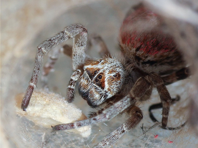 maagdelijke vrouwtjes van spin Stegodyphus dumicola offeren zich op voor de jongen van andere vrouwtjes