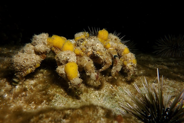 Spider decorator crab Camposcia retusa covered with sponges