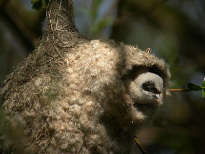 buidelmeesouders neigen ertoe het nest te verlaten