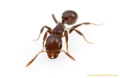 de mier Protomognathus americanus houdt slaven