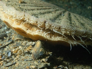 great scallop has many blue eyes