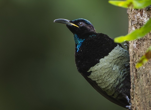 many birds of paradise have velvety super black feathers