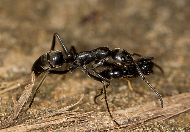termite-hunting ant Megaponera analis rescues lightly-wounded nest-mates