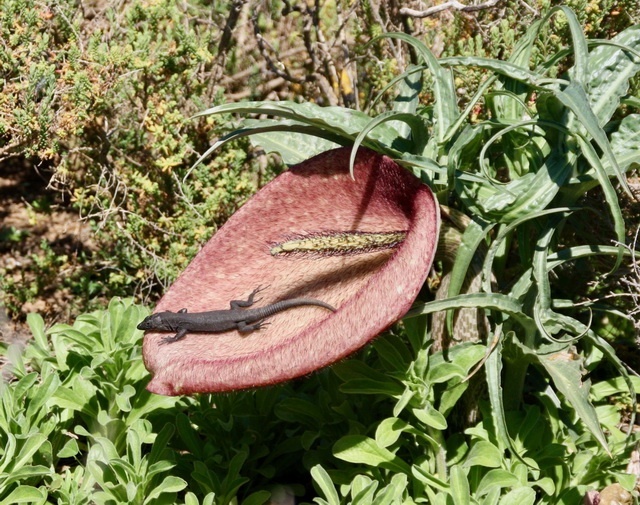Dead-horse arum flower is attractive to lizard