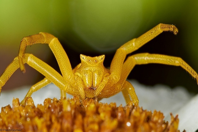 crab spider hunts prey on flowers