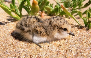 young red-capped plover is vulnerable to predators